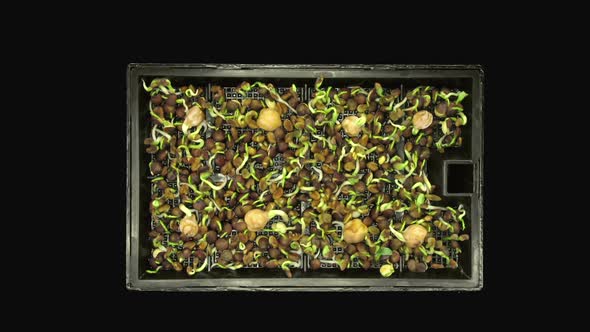 Time-lapse of germinating microgreens mixed seads, top view alt