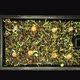 Time-lapse of germinating microgreens mixed seads, top view - VideoHive Item for Sale