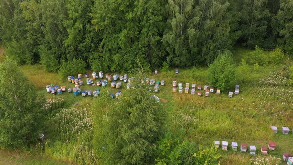 Summer Bee Apiary in the Forest
