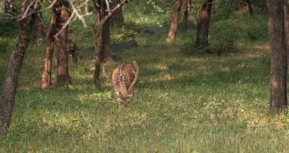 Bautiful Male Chital or Spotted Deer Grazing in Ranthambore National Park, Rajasthan, India alt