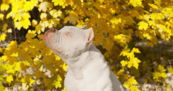 Funny American Bully Dog Has Fun Sitting in Autumn Park alt