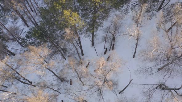 Aerial View of a Herd of Wild Deer in a Snow-covered Forest in the Siberian Nature Reserve Stolby