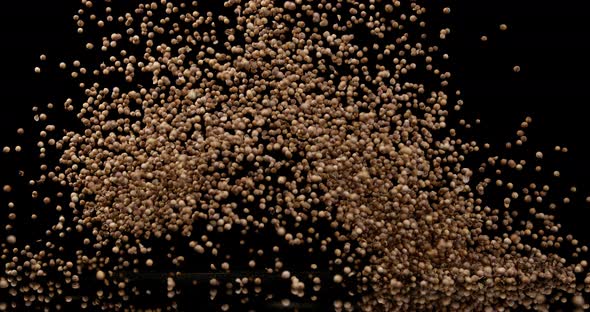 Coriander, coriandrum sativum, seeds falling against Black Background, Slow Motion 4K alt