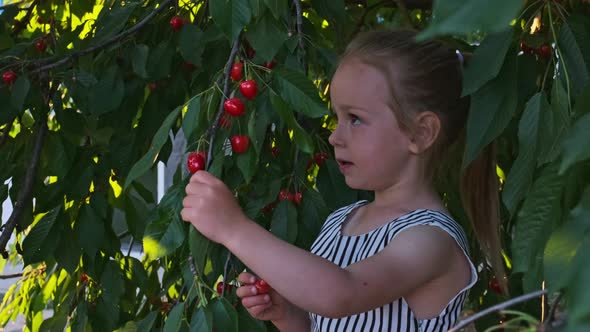 Little Girl Picking the Cherry Fruits From the Tree Branch Eats It with Pleasure