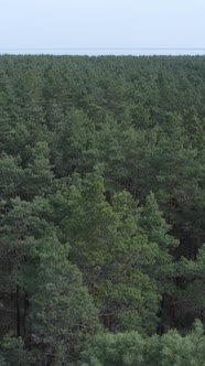 Vertical Video of Pine Forest Aerial View Slow Motion alt