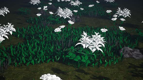 White Flowers Meadow 4k 