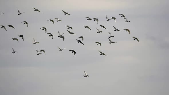 Cinematic track shot of many pigeons flying in slow motion against grey sky,4k - ornithology in the alt