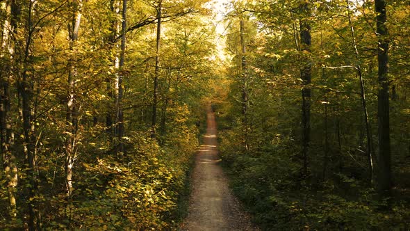 Autumnal golden colored path into the sunny forest