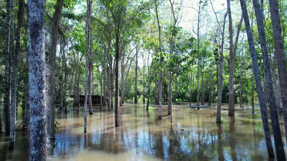 Stunning landscape of Amazon Forest at Amazonas State Brazil. alt