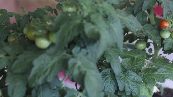 Bush Of Tomatoes In A Pot. Clusters Of Tomatoes Are Visible. Some Are Ripe, Some Are Still Green. alt