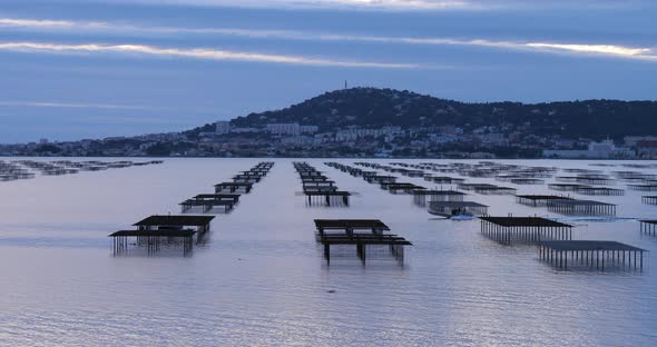Oyster farming, pond of Thau, Bouzigue, Occitanie, France alt