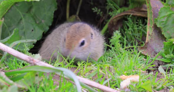 Mountain Caucasian Ground Squirrel or Elbrus Ground Squirrel Spermophilus Musicus alt