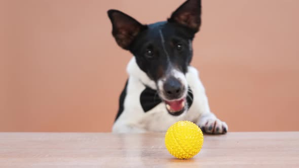An Energetic Sleek Fox Terrier in a Black Bow Tie Jumps Nonstop Trying to Grab a Yellow Rubber Ball alt