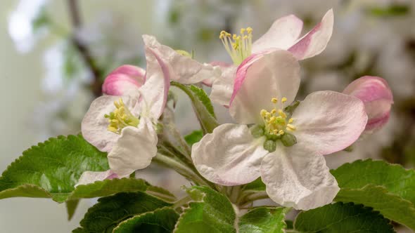 Apple Flower Blossom Timelapse alt