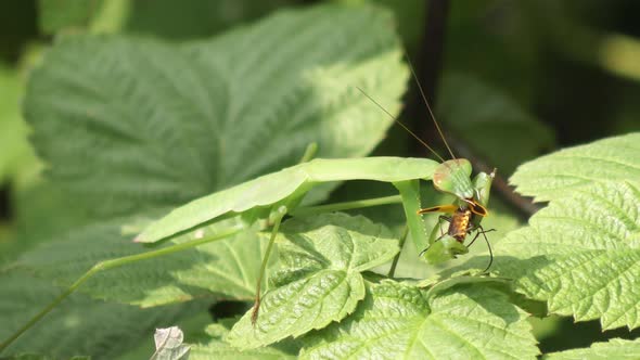 Praying Mantis Eating A Bug