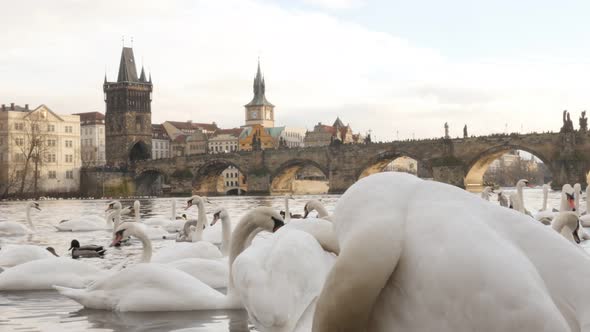 Zooming out  swans and other birds Vltava river in  capital of Czechia  3840X2160 UHD footage - Czec