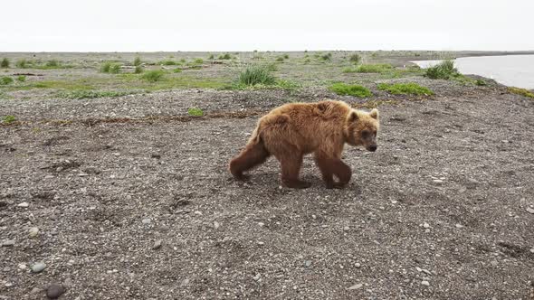 The Kamchatka Brown Bear Walks Through the Rocky Landscape alt