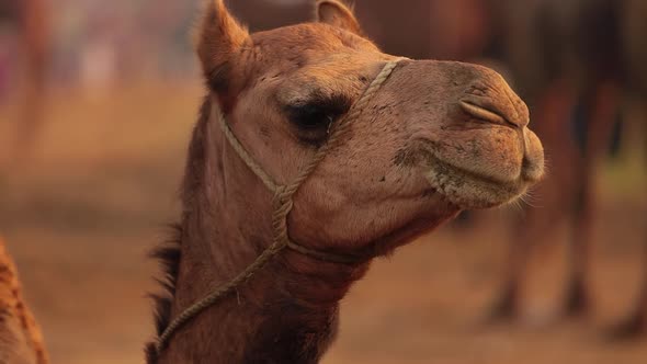 Camels in slow motion at the Pushkar Fair, also called the Pushkar Camel Fair alt