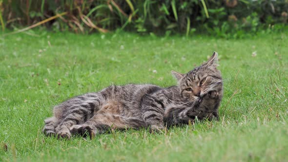 Tabby domestic cat cleans its fur