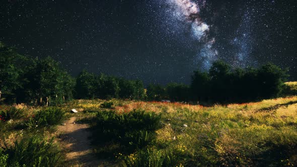 Green Trees Woods In Park Under Night Starry Sky alt