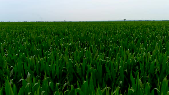 Agricultural industry concept: aerial footage of a corn field.