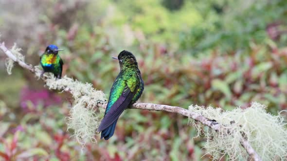 Costa Rica Fiery Throated Hummingbird (panterpe insignis) in Rainforest, Portrait of Active Birds Fl alt