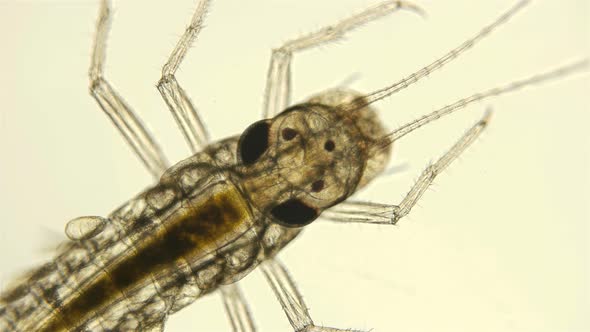 Mayfly Larva Under the Microscope alt