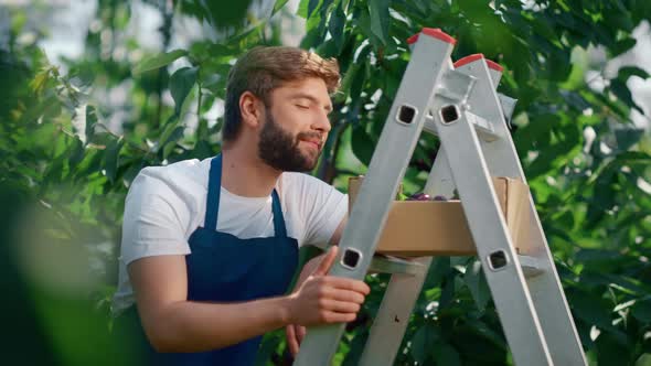 Agribusiness Man Worker Smiling in Organic Impressive Farm Picking Fresh Berry alt