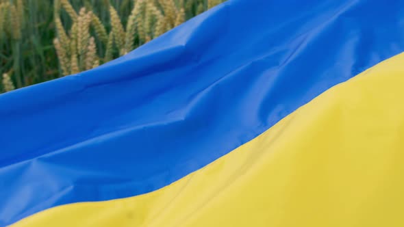 Ears of Wheat Closeup Covered with the Ukrainian Flag