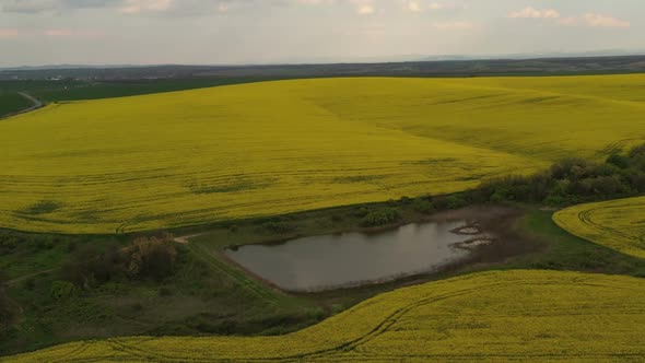 Rapeseed Plantations Under Cloudy Sky alt