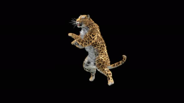 Leopard Dancing 4K alt