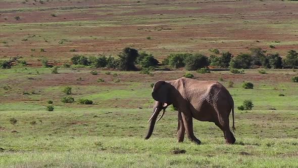 Wide shot of an elephant bull eating grass in Addo Elephant National Park Africa alt
