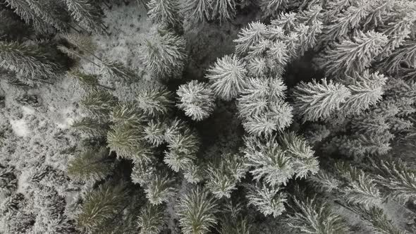 Flying Over the Forest in Winter alt