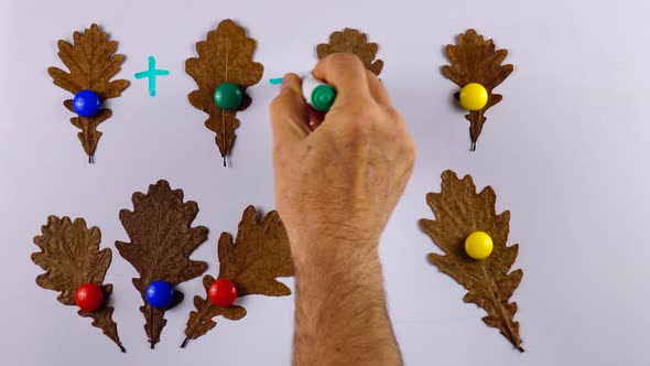 Oak leaves on the whiteboard, example of educational math children game