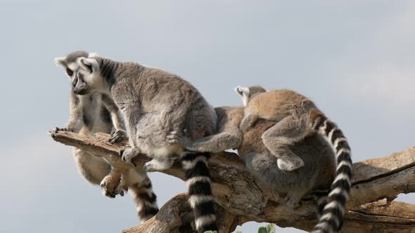 Four Furry Lemurs Sitting on a Dry Tree and Entertaining at Nice Sunset in Summer