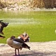Wandering Whistling Ducks Resting Standing On Green Lake Shore 3 - VideoHive Item for Sale
