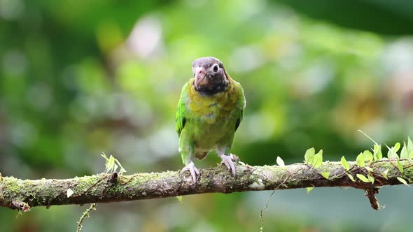 Costa Rica Parrot, Brown Hooded Parrot (pyrilia haematotis), Tropical Bird and Wildlife in Rainfores alt