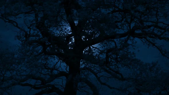 Moon Glowing Behind Large Tree On Stormy Night alt