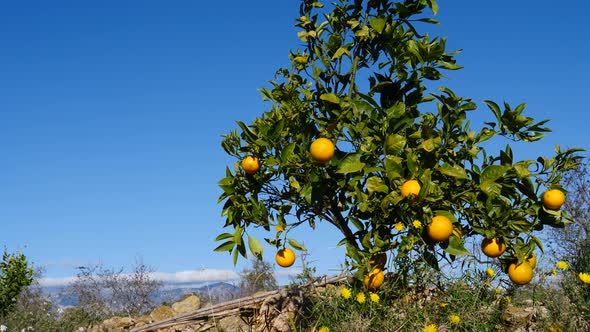 Orange Tree with Ripe Citrus Fruits