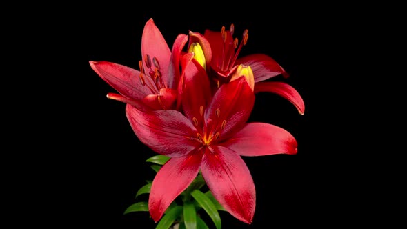 Time Lapse of Opening Beautiful Red Lily Flower alt