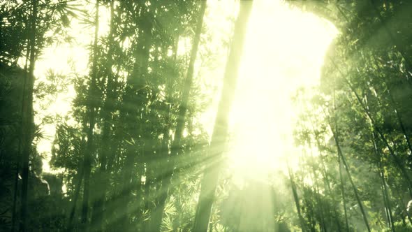 Leaves of Bamboo in the Smokes alt