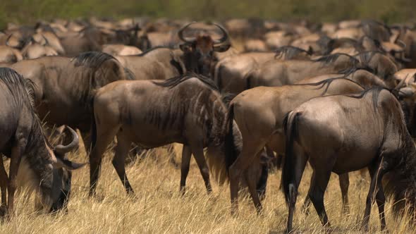 Pan left of gnus in Masai Mara  alt
