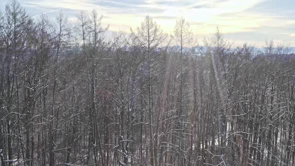 Unveiling drone shot from behind trees flying up smoothly to discover a beautiful snowy landscape wi alt