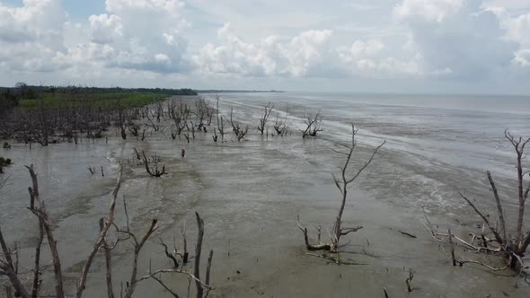 Aerial view dry bald mangrove tree at coastal Pasir Panjang alt