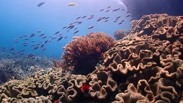 Incredible coral reef in Raja Ampat. Camera is gliding through this colorful paradise alt