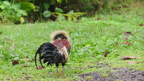 Big Wild Rooster with Red Comb Shaking Off Rain Drops From His Colorful Feathers alt