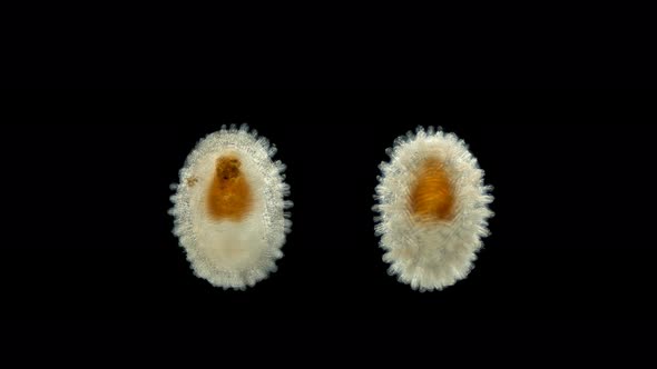 Sea Slug Onchidoris Sp. Under a Microscope, Family Onchidorididae alt