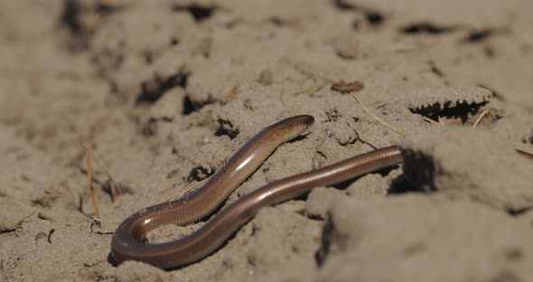 Anguis Fragilis Is A Legless Lizard Reptile Native To Eurasia alt