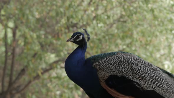 close-up shot of male peacock in profile resting
