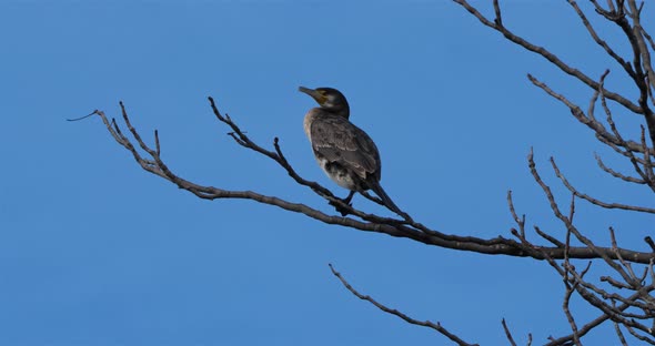 Young great cormorant perched on a branch alt